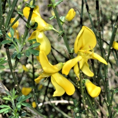 Cytisus scoparius subsp. scoparius (Scotch Broom, Broom, English Broom) at Wingecarribee Local Government Area - 2 Oct 2020 by plants