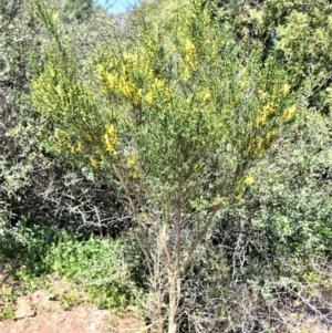 Cytisus scoparius subsp. scoparius at Robertson - 3 Oct 2020