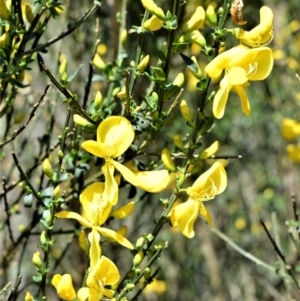 Cytisus scoparius subsp. scoparius at Robertson - 3 Oct 2020