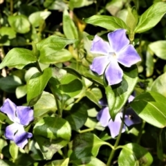 Vinca major (Blue Periwinkle) at Robertson, NSW - 2 Oct 2020 by plants