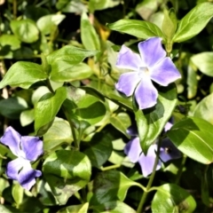 Vinca major (Blue Periwinkle) at Robertson - 2 Oct 2020 by plants