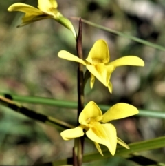 Diuris chryseopsis (Golden Moth) at Fitzroy Falls - 2 Oct 2020 by plants