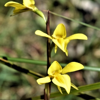 Diuris chryseopsis (Golden Moth) at Fitzroy Falls - 2 Oct 2020 by plants