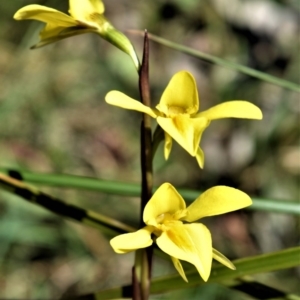 Diuris chryseopsis at Fitzroy Falls - 3 Oct 2020