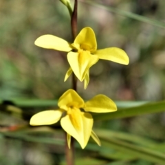 Diuris chryseopsis at Fitzroy Falls - 3 Oct 2020