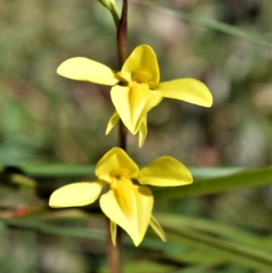 Diuris chryseopsis at Fitzroy Falls - suppressed