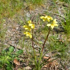 Diuris chryseopsis at Fitzroy Falls - 3 Oct 2020