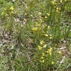 Diuris chryseopsis at Fitzroy Falls - 3 Oct 2020