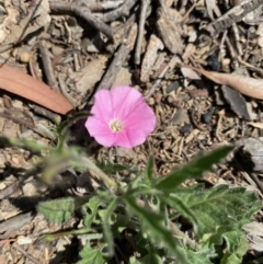 Convolvulus angustissimus subsp. angustissimus (Australian Bindweed) at Hughes, ACT - 4 Oct 2020 by KL