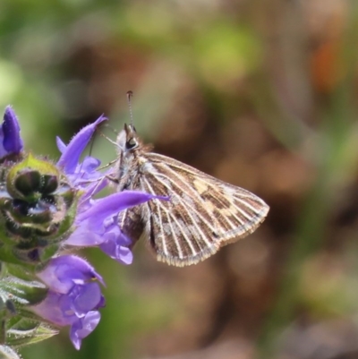 Herimosa albovenata (White-veined Sand-skipper) at Theodore, ACT - 4 Oct 2020 by Owen