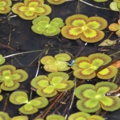 Marsilea mutica (Nardoo) at Isabella Pond - 4 Oct 2020 by HarveyPerkins