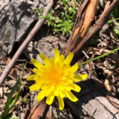 Microseris walteri (Yam Daisy, Murnong) at Gossan Hill - 3 Oct 2020 by goyenjudy