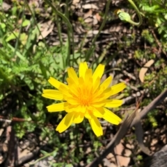 Microseris walteri at Bruce, ACT - 3 Oct 2020