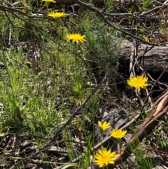 Microseris walteri at Bruce, ACT - 3 Oct 2020