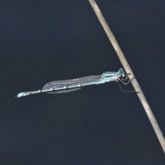 Austrolestes aridus (Inland Ringtail) at Paddys River, ACT - 3 Oct 2020 by HarveyPerkins