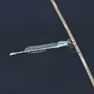 Austrolestes aridus at Paddys River, ACT - suppressed