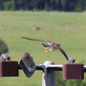 Falco cenchroides at Bega, NSW - 4 Oct 2020 03:52 PM