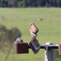 Falco cenchroides at Bega, NSW - 4 Oct 2020