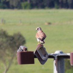 Falco cenchroides at Bega, NSW - 4 Oct 2020 03:52 PM