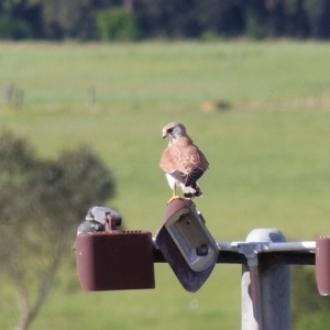 Falco cenchroides at Bega, NSW - 4 Oct 2020 03:52 PM