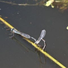 Austrolestes leda (Wandering Ringtail) at Paddys River, ACT - 3 Oct 2020 by HarveyPerkins