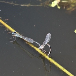 Austrolestes leda at Paddys River, ACT - 3 Oct 2020