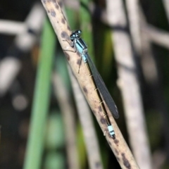 Ischnura heterosticta (Common Bluetail Damselfly) at Tuggeranong Creek to Monash Grassland - 4 Oct 2020 by HarveyPerkins