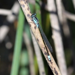 Ischnura heterosticta at Monash, ACT - 4 Oct 2020 12:40 PM