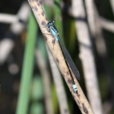 Ischnura heterosticta (Common Bluetail Damselfly) at Isabella Pond - 4 Oct 2020 by HarveyPerkins