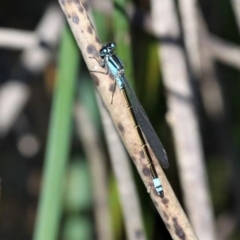 Ischnura heterosticta (Common Bluetail Damselfly) at Monash, ACT - 4 Oct 2020 by HarveyPerkins