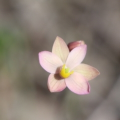 Thelymitra carnea (Tiny Sun Orchid) at Gundaroo, NSW - 4 Oct 2020 by Gunyijan