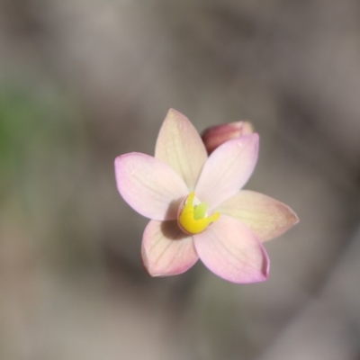 Thelymitra carnea (Tiny Sun Orchid) at Gundaroo, NSW - 4 Oct 2020 by Gunyijan