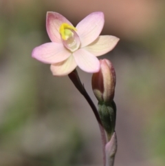 Thelymitra carnea at Gundaroo, NSW - suppressed