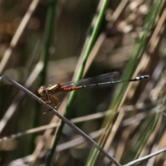 Xanthagrion erythroneurum (Red & Blue Damsel) at Tuggeranong Creek to Monash Grassland - 4 Oct 2020 by HarveyPerkins