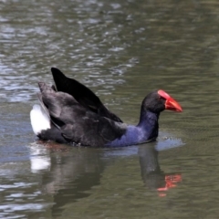 Porphyrio melanotus (Australasian Swamphen) at Isabella Pond - 4 Oct 2020 by HarveyPerkins