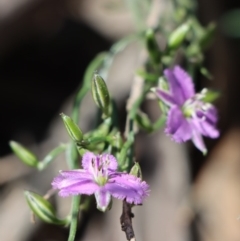 Thysanotus patersonii (Twining Fringe Lily) at Gundaroo, NSW - 4 Oct 2020 by Gunyijan