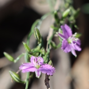 Thysanotus patersonii at Gundaroo, NSW - 4 Oct 2020 10:52 AM