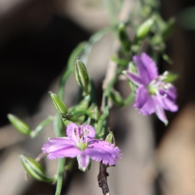 Thysanotus patersonii (Twining Fringe Lily) at Gundaroo, NSW - 4 Oct 2020 by Gunyijan