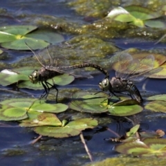 Anax papuensis (Australian Emperor) at Tuggeranong Creek to Monash Grassland - 4 Oct 2020 by HarveyPerkins