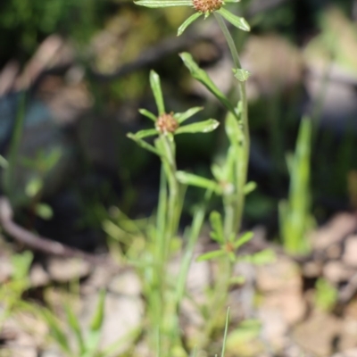 Euchiton sphaericus (star cudweed) at Gundaroo, NSW - 4 Oct 2020 by Gunyijan