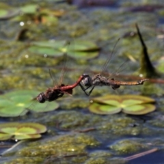 Tramea loewii (Common Glider) at Monash, ACT - 4 Oct 2020 by HarveyPerkins