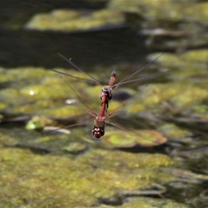 Tramea loewii at Monash, ACT - 4 Oct 2020