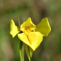 Diuris amabilis (Large Golden Moth) at Tarago, NSW - 3 Oct 2020 by SandraH