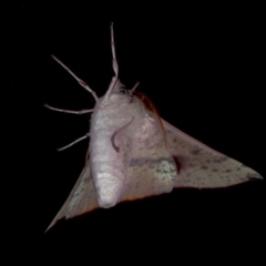 Oenochroma vinaria (Pink-bellied Moth, Hakea Wine Moth) at QPRC LGA - 2 Oct 2020 by WHall