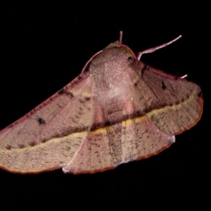 Oenochroma vinaria at Googong, NSW - 2 Oct 2020