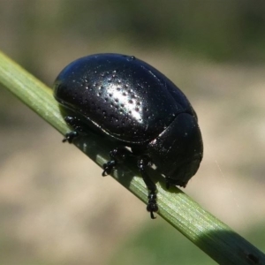 Chrysolina quadrigemina at Paddys River, ACT - 3 Oct 2020