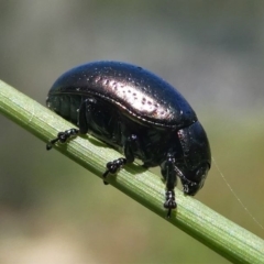 Chrysolina quadrigemina at Paddys River, ACT - 3 Oct 2020