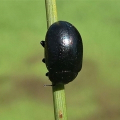 Chrysolina quadrigemina at Paddys River, ACT - 3 Oct 2020