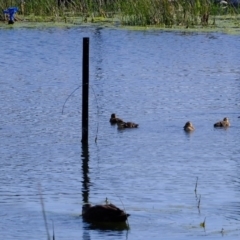 Anas superciliosa (Pacific Black Duck) at Melba, ACT - 4 Oct 2020 by Kurt