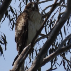 Hieraaetus morphnoides (Little Eagle) at Red Hill Nature Reserve - 3 Oct 2020 by AndrewZelnik